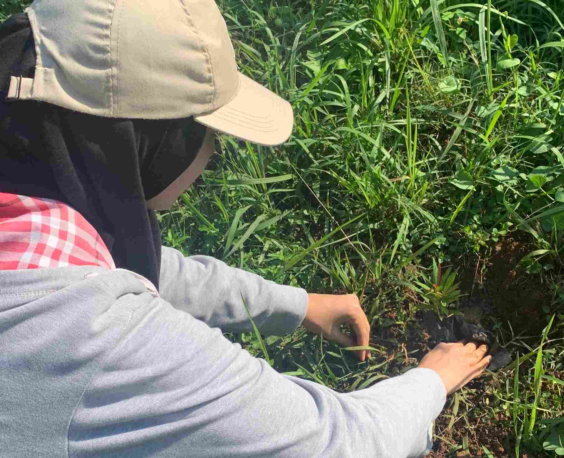 Delegasi Penanaman Pohon